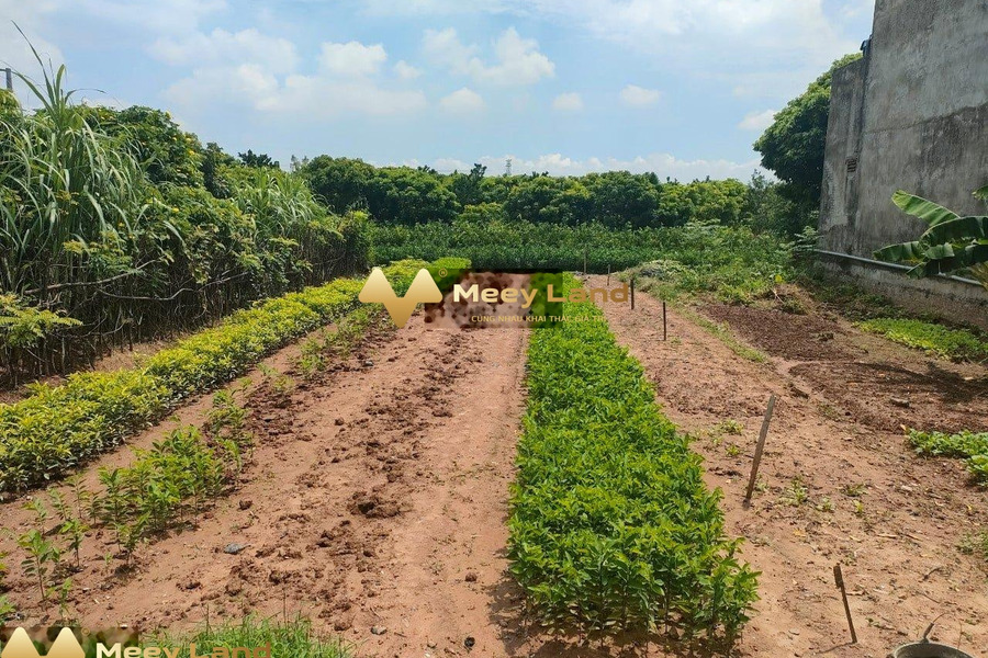 Ngay Đông Ninh, Hưng Yên bán đất 3.1 tỷ dt rộng 200 m2-01