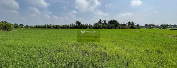 đất lúa được chuyển mục đích sử dụng tại xã Hoà Phú -03