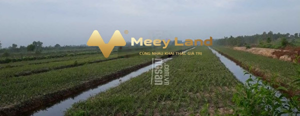 Gia đình đang cần vốn bán đất Xã Thạnh Tân, Tỉnh Tiền Giang diện tích tổng là 53000 m2-03