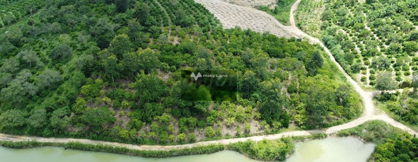 Lô đất 90m mặt tiền đường trồng full cà phê view hồ nước trong xanh -03