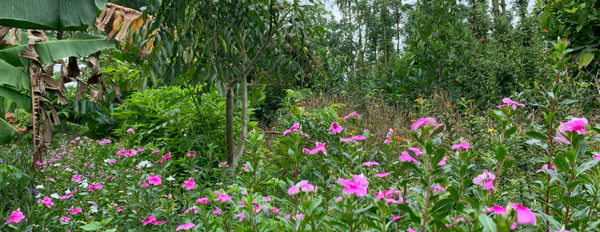 Bán khu vườn view nghỉ dưỡng Đồng Nai, vị trí thuận tiện cách DT765, UBND chỉ 800m chỉ 649 nghìn/m2-02