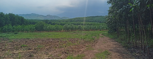 Bán đất diện tích 5367m2 tại Khánh Bình, Khánh Vĩnh. Giá 270 triệu-03