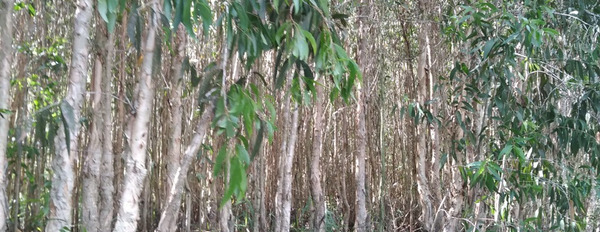 Nhà đất chuyển nhượng gấp đất rừng tại ấp 17, xã Khánh An, huyện U Minh, tỉnh Cà Mau-03