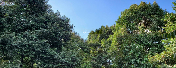 Vườn sầu riêng cực đẹp Lộc Ninh - Bình Phước liên hệ chính chủ-03