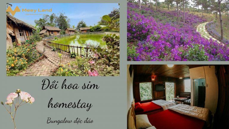 Cho thuê Đồi hoa sim homestay