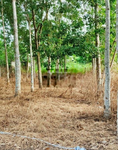 Do khó khăn về tài chính bán mảnh đất, 644m2 giá giao động từ 4.3 tỷ vị trí đặt ở trung tâm Hùng Vương, Dầu Tiếng gặp để trao đổi-01