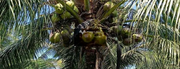 Bán đất vườn dừa chính chủ đang thu hoạch -02