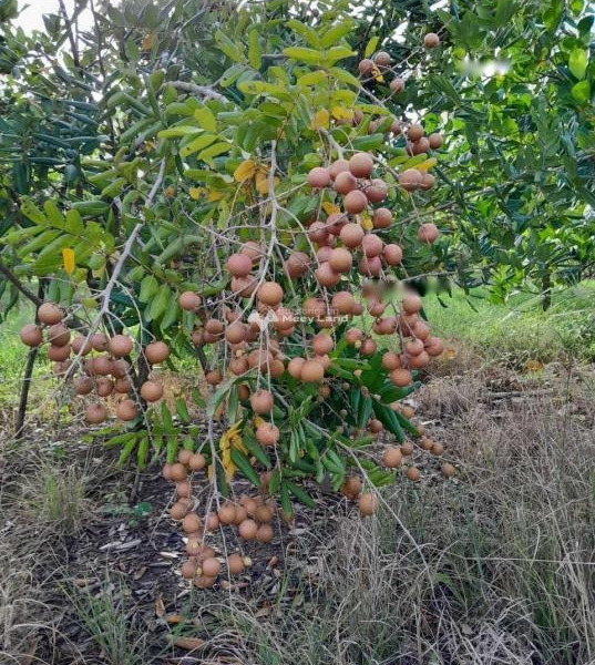 Bán gấp mảnh đất tại xã Quốc Thái, An Phú, An Giang, giá rẻ-01