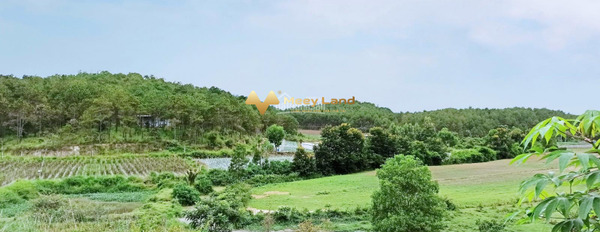 Phú Hội, Lâm Đồng bán đất diện tích chung 60000m2-03