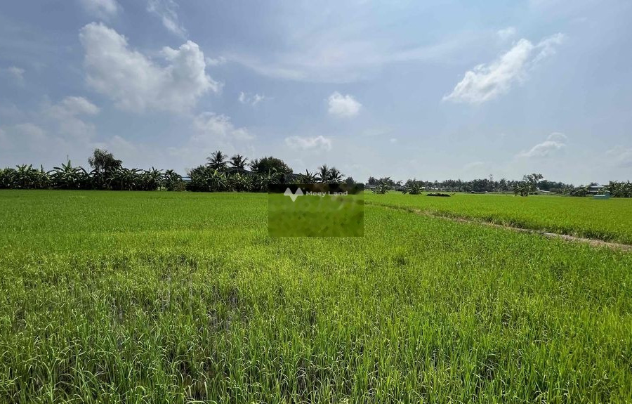 đất lúa được chuyển mục đích sử dụng tại xã Hoà Phú -01
