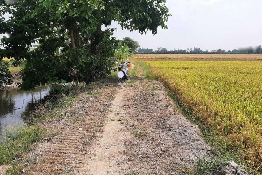 Sở hữu ngay 5 công đất ruộng tại xã Vĩnh Chánh, Thoại Sơn, An Giang-01