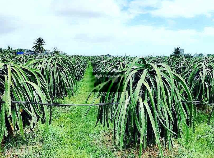 15 triệu/tháng cho thuê đất có diện tích chung là 15000m2 mặt tiền tọa lạc ngay Hồng Thái, Bắc Bình-01