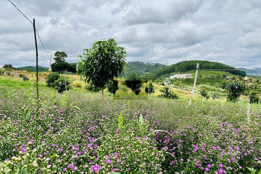 Đất đẹp,đường thông tứ phía,gần chùa Linh Ẩn Tự, cách chợ Đà Lạt 30km -01