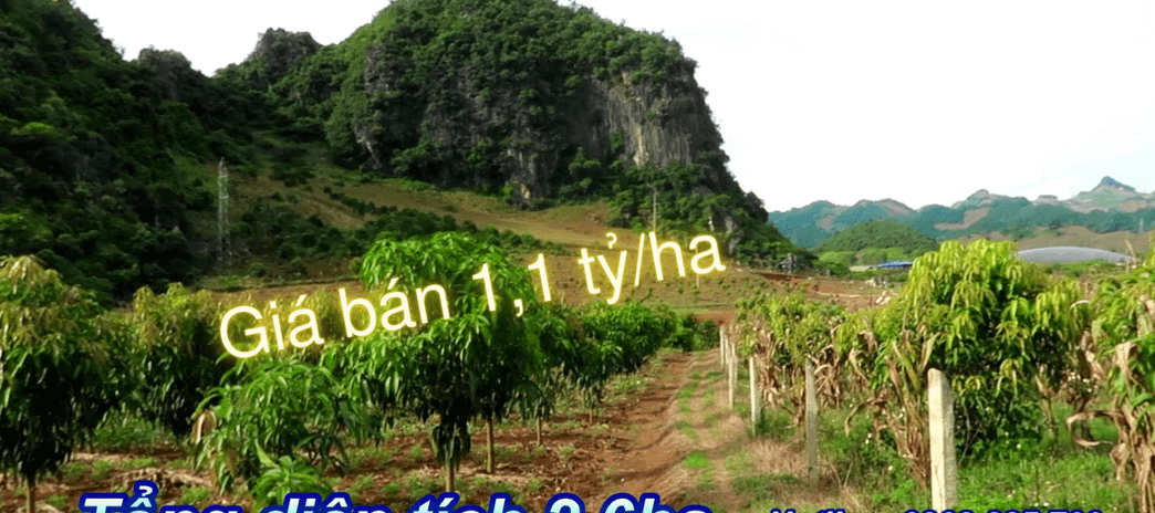 Nhà muốn bán mảnh đất nông nghiệp giá cả rất ngọt tại Mường Bằng, Mai Sơn, Sơn La