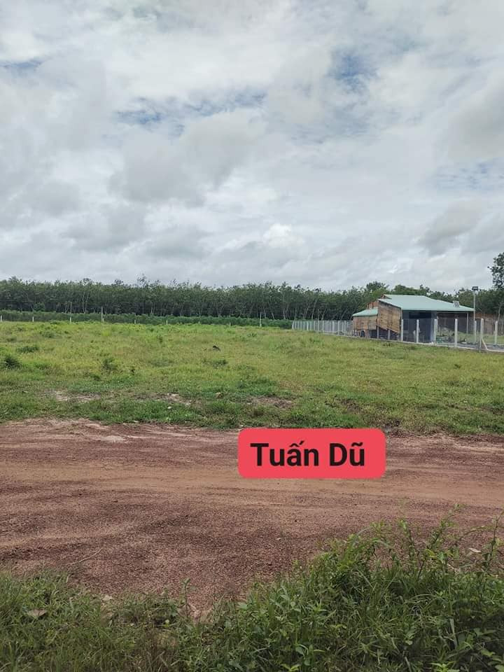 Bán đất quận Bình Tân thành phố Hồ Chí Minh giá 250.0 triệu-3