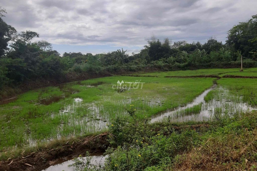 Ea Nuôl, Đắk Lắk 220 triệu bán đất có diện tích chuẩn 4000m2-01