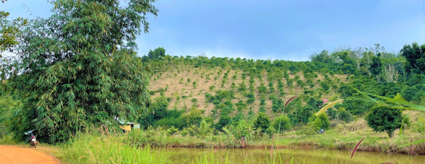 Tôi chủ bán gấp 23.000m2 đất vườn cafe, cây ăn trái có sẵn nhà ở, cách chợ 2 phút-02