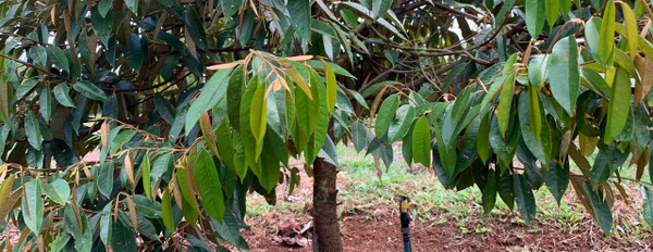 Bán vườn trái cây đủ loại, mặt tiền đường bê tông, đất bằng phẳng trong khu trái cây Xà Bang, Bà Rịa Vũng Tàu-03