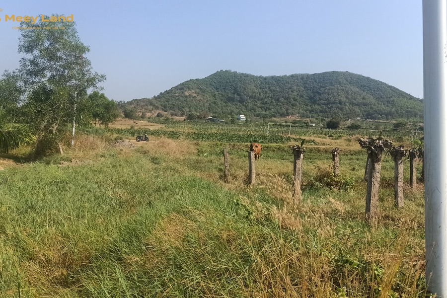 Bán đất mặt tiền đường đất 5m, gần Nguyễn Minh Châu-01