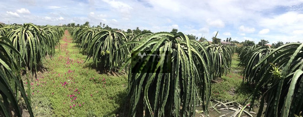 Thanh Phú Long, Châu Thành 320 triệu bán đất với diện tích chuẩn 1000m2-02