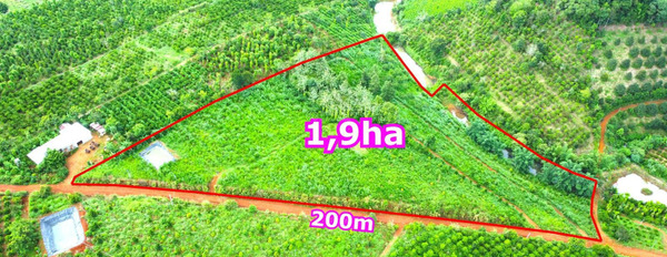 1,9ha rẫy sầu riêng giá rẻ tại thành phố Gia Nghĩa, 200m mặt tiền đường, đất bằng -03