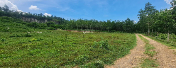 Bán đất 699 triệu Đt 5, Ninh Tân với diện tích là 2500m2-02