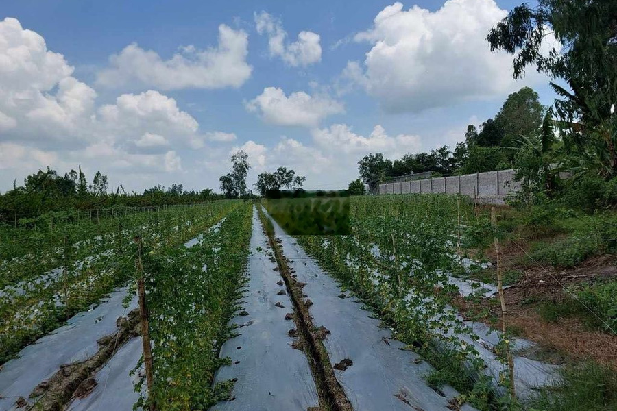 5,6 CÔNG ĐẤT LÚA MẶT TIỀN LỘ ĐÁ 3,5M CÁCH QUỐC LỘ 80 1KM – H. LAI VUNG -01