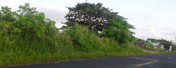 Bán đất nằm trên tuyến đường quốc lộ 1A, xã Trần Thới, huyện Cái Nước, Cà Mau-03
