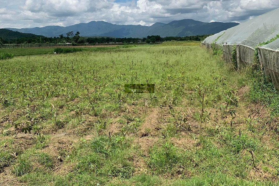 Tại Ninh Phước, Ninh Thuận bán đất giá sang tên 610 triệu diện tích thực dài 2000m2-01
