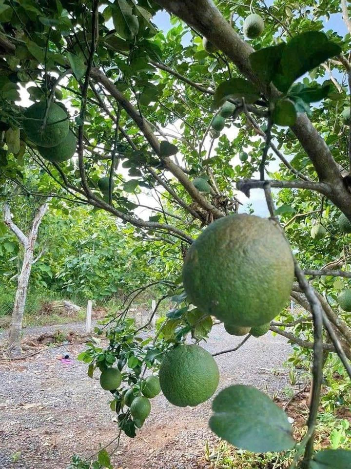 Bán nhà riêng huyện Cần Giờ thành phố Hồ Chí Minh giá 1.35 tỷ-0