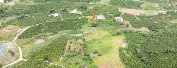 Ở Tân Hà, Lâm Đồng bán đất 990 triệu diện tích thực khoảng 1670m2-03