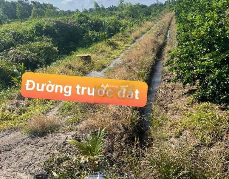 Bán đất tổng diện tích 1000m2 Thủ Thừa, Long An-01