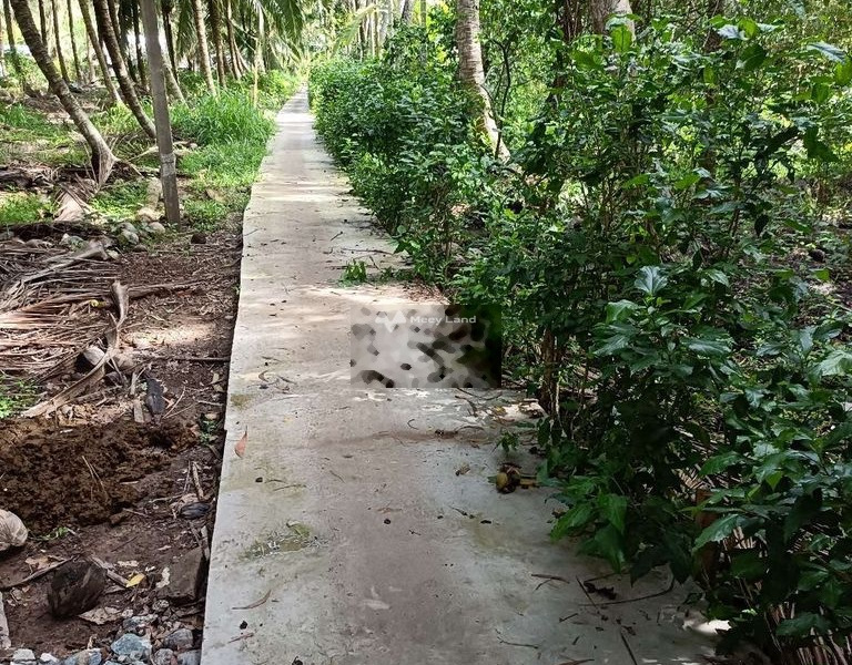 Bán đất vườn dừa khô đan cho trái -01