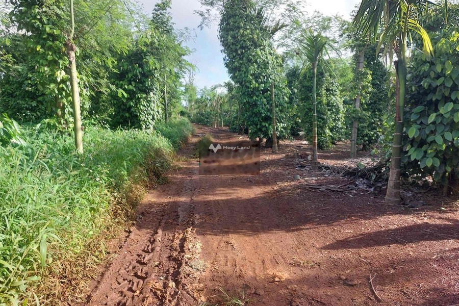 Phú Xuân, Đắk Lắk bán đất giá bán mua liền 430 triệu diện tích là 2800m2-01