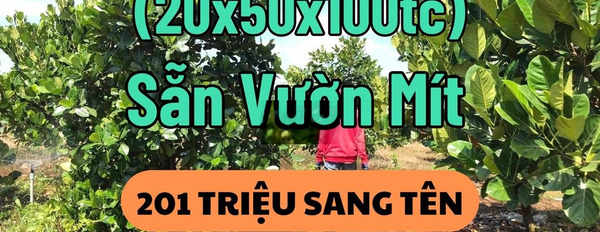 1000m2 Vườn Mít Thái, 201 Tr có tl, xe hơi tới vườn -03