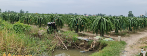 Cần bán đất trồng thanh long tại Xã Bình Tịnh, Tân Trụ, Long An-02