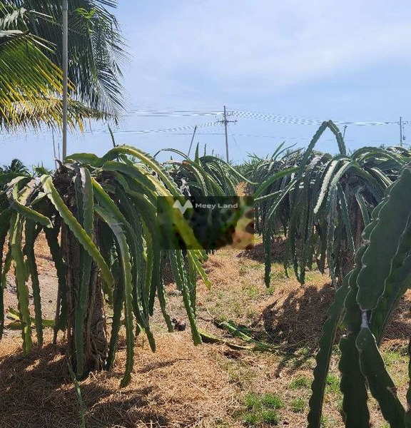 Tân Thuận, Bình Thuận 6 tỷ bán đất có diện tích chung là 18500m2-01