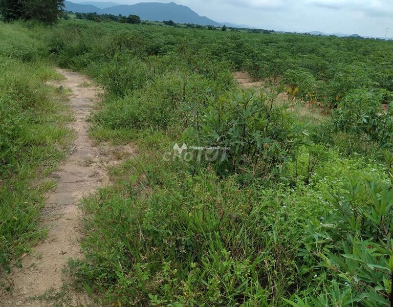 Do cần gấp tiền bán mảnh đất, 1000m2 giá cực tốt chỉ 210 triệu mặt tiền tọa lạc ở Quảng Sơn, Ninh Thuận giá có thể fix-01