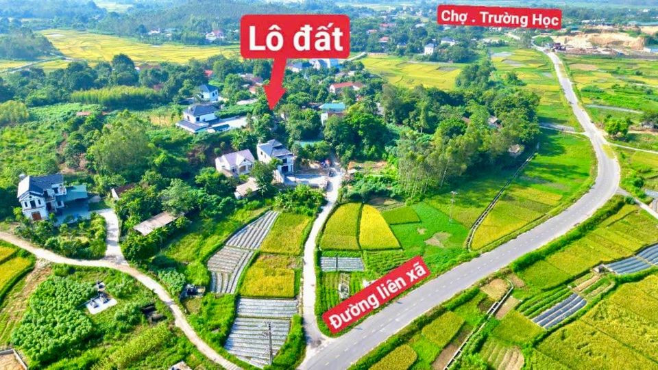 Bán đất huyện Tam Đảo tỉnh Vĩnh Phúc giá 200.0 triệu-2