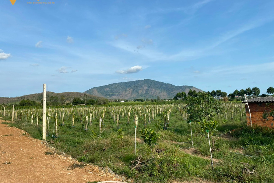 Bán hơn 12 ha đất trang trại Tân Lập, Hàm Thuận Nam có 300m2 thổ cư-01