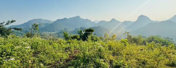 Bán đất tại Cao Phong, Hòa Bình. Diện tích 19000m2-03