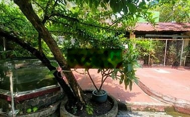 Cho thuê MT ân vườn Nguyễn Văn Đậu ngang 12m làm cafe, văn phòng, 42tr -03