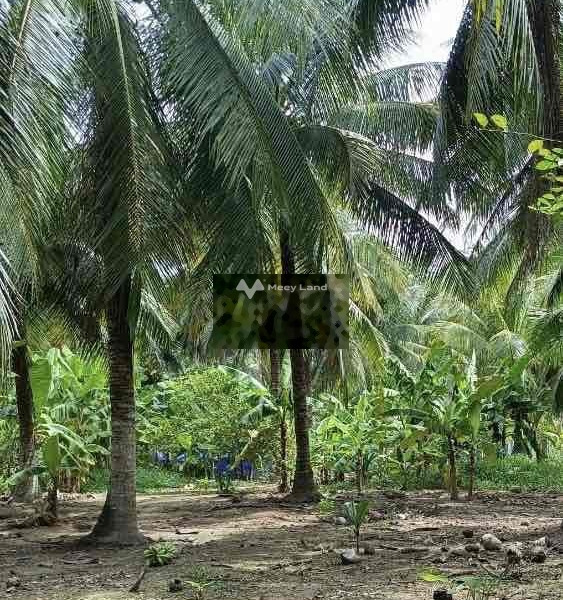 Bán đất vườn dừa chính chủ đang thu hoạch -01