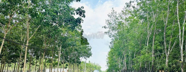 Có nhu cầu bán mảnh đất, 480m2 giá siêu ưu đãi từ 380 triệu Bên trong Minh Thắng, Chơn Thành vị trí thuận lợi-02