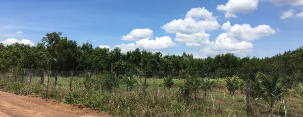 Bán đất trồng cây 28400 m2 tại Bình Phước giá cả hợp lý-02