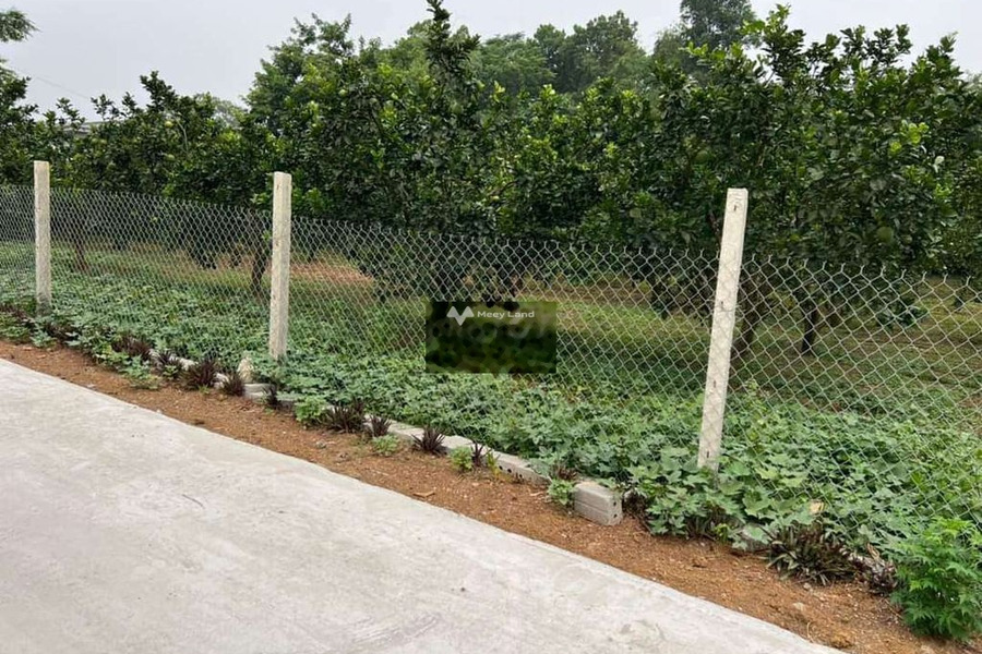 Cần bán vườn bưởi da xanh đang cho trái ở Bình Phước, diện tích 866m2-01