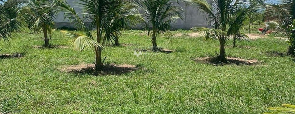 Bán Nhà Yến 7000m2 và Farm sẵn vườn dừa cây ăn trái. vị trí siêu đẹp-02