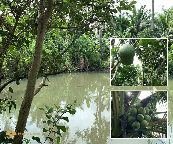 Bán vườn trái cây đặc sản có hồ nước tuyệt đẹp đậm chất miền Tây giá 13 tỷ tại Bình Ba-01