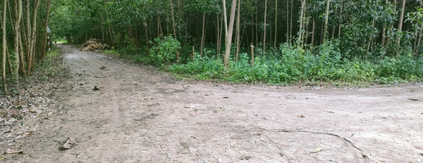 Bán vườn keo Diên Tân - Diên Khánh gần Hương lộ 62-02