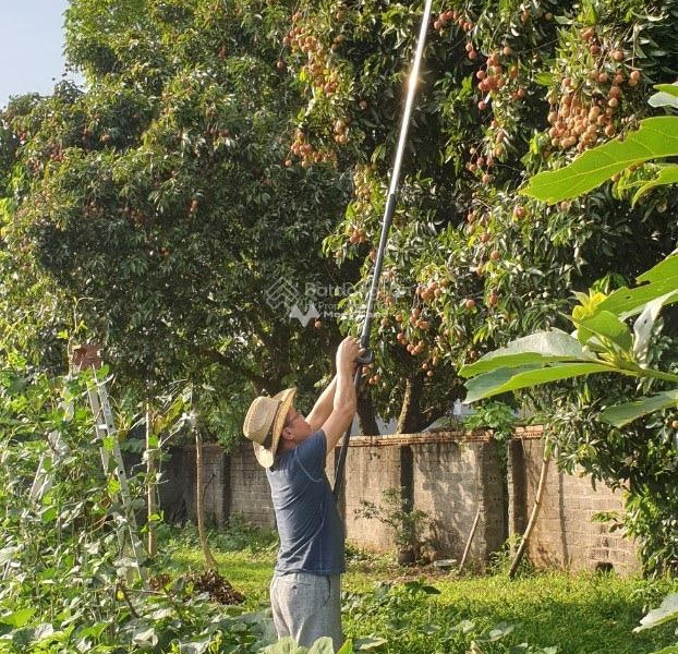 Chính chủ cần bán khu nhà vườn sinh thái 1438,4 m2 tại Cổ Đông - Sơn Tây - Hà Nội gọi ngay!-01